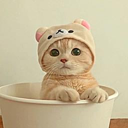 Cat In a Hat — Cute PFPs