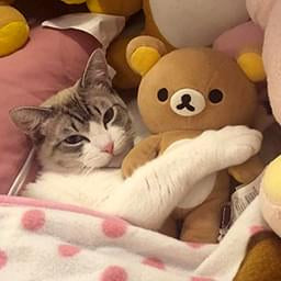 Cat With Teddy — Cute PFPs