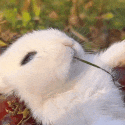 Chewing Bunny — Cute PFPs