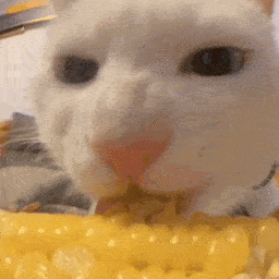 Corn — Funny PFPs