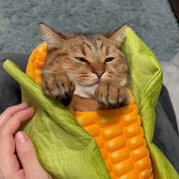 Corn Cat — Cute PFPs