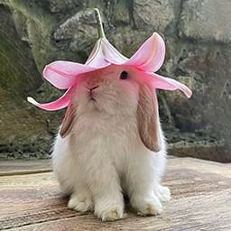 Flower Bunny — Cute PFPs