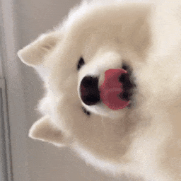 Fluffy Dog — Cute PFPs