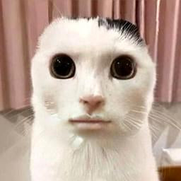 Goofy Cat — Funny PFPs
