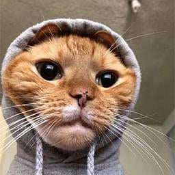 Hooded Cat — Cute PFPs