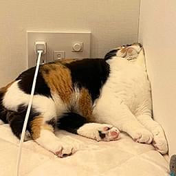 Sleeping Cat — Cute PFPs