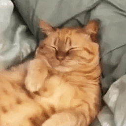 Sleepy Cat — Cute PFPs