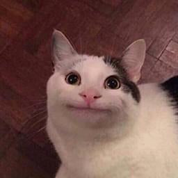 Smiling Cat — Funny PFPs