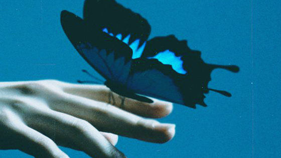 Butterfly — Aesthetic Banners