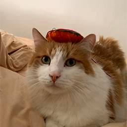 Cat in a Hat — Funny PFPs