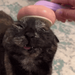 Combing Cat — Cute PFPs