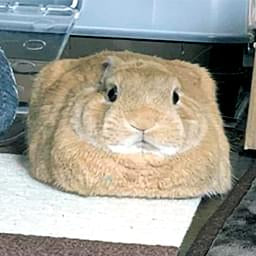 Rabbit Cube — Funny PFPs