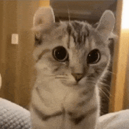 Curled Ears Cat — Cute PFPs