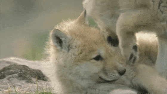 Little Wolfs — Discord Banner GIFs