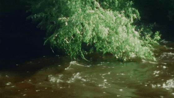 River — Discord Banner GIFs